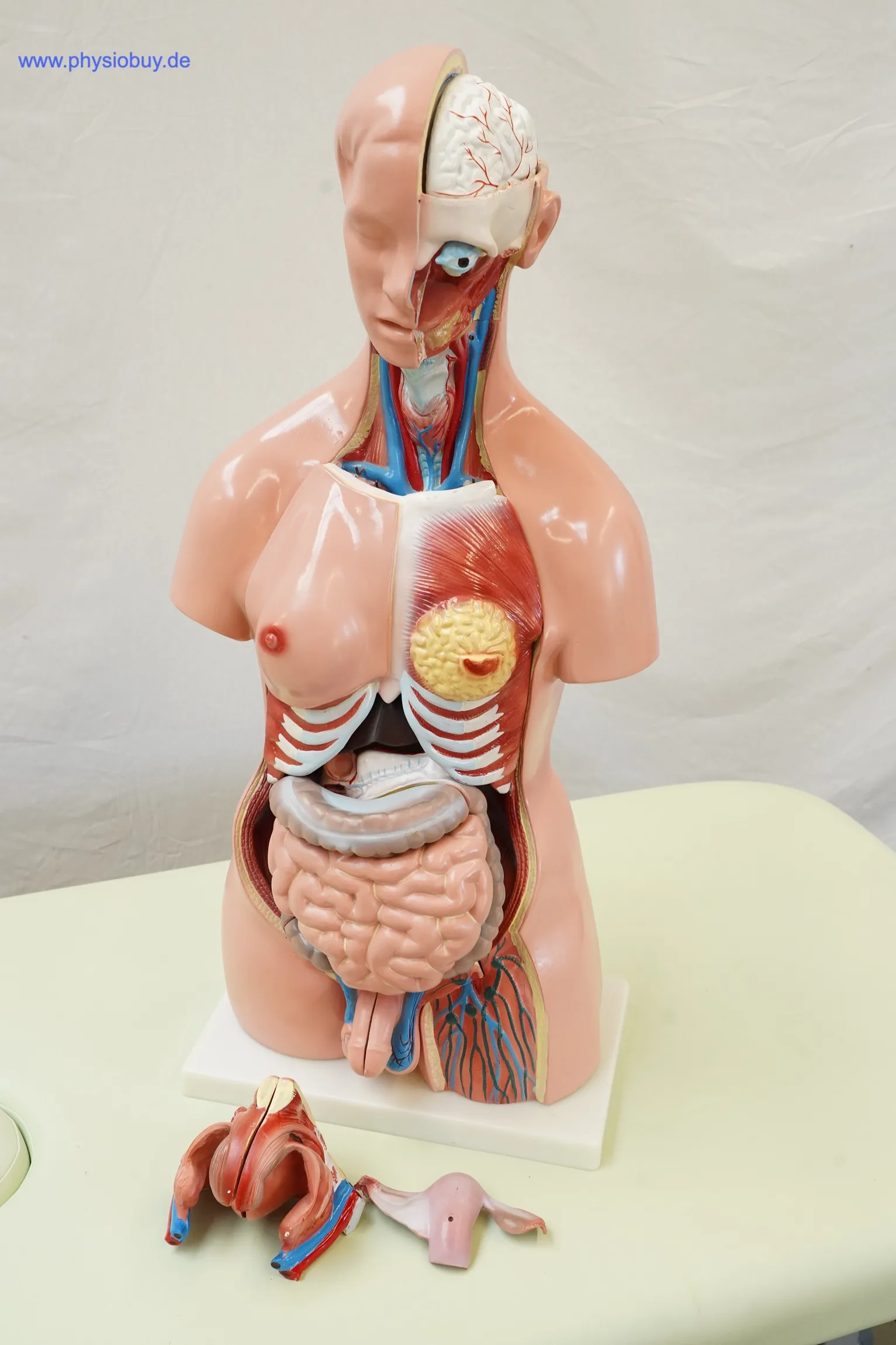 Anatomisches Torsomodell mit geöffnetem Rumpf und sichtbaren Organen, Einzelteile davor