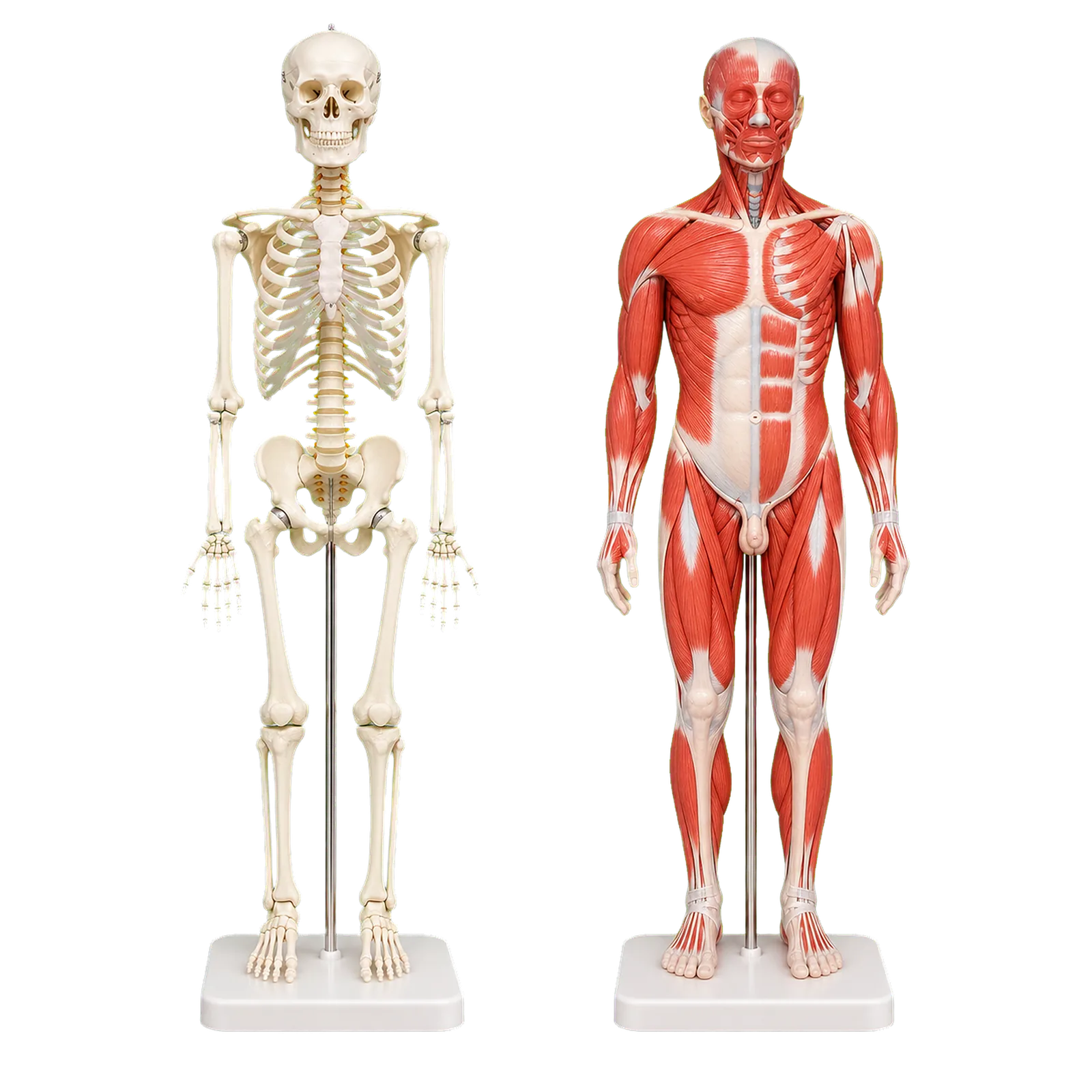 Praxisausstattung – Weitere Artikel... – Anatomie / Lehrtafeln bei Physiobuy
