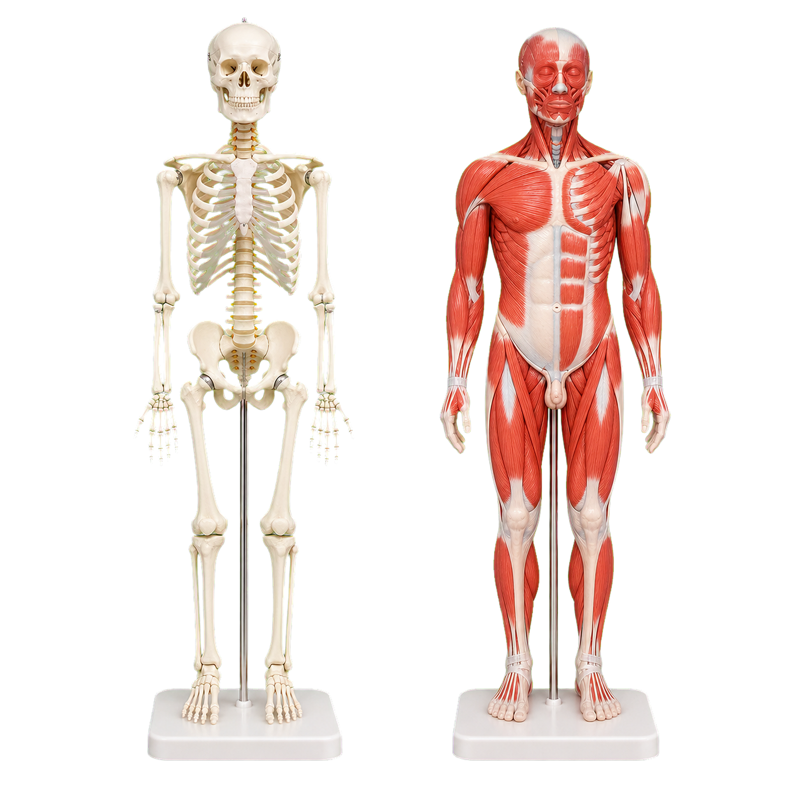 Praxisausstattung – Weitere Artikel... – Anatomie / Lehrtafeln bei Physiobuy