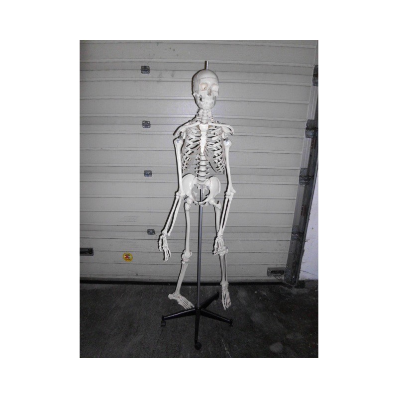 Anatomisches Skelettmodell in Lebensgröße auf Rollständer