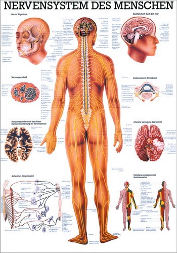 NEU Poster: Nervensystem des Menschen 70 x 100 cm, Papier