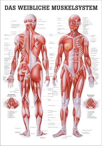 NEU Poster: Das Weibliche Muskelsystem, 70 x 100 cm, Papier