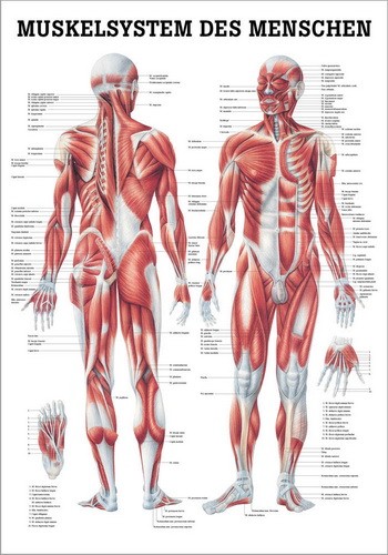 NEU Poster: Muskelsystem des Menschen, 70 x 100 cm, Papier