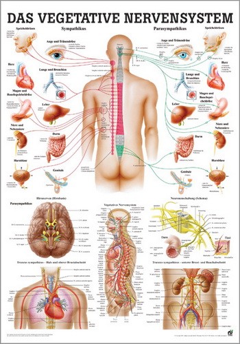 NEU Poster: Vegetatives Nervensystem, 70 x 100 cm, Papier