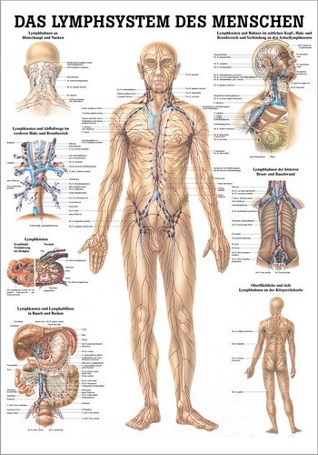 NEU Poster: Das Lymphsystem des Menschen 70 x 100 cm, Papier
